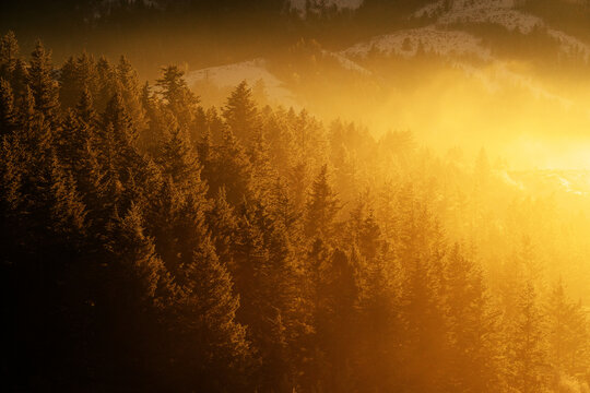 Foggy Valley with Golden Sunlight Shining on Forest of Pine Tree