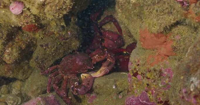 Several southern kelp crabs in reef crevice.