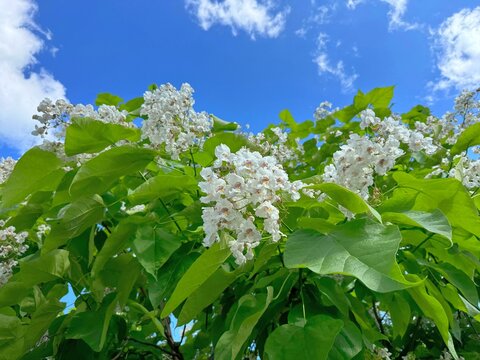 Flowering Catalpa bignonioides tree 