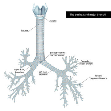 Medical anatomical illustration of the human trachea and major bronchi showing the larynx, tracheal bifurcation, right and left main bronchi, secondary lobar bronchi, and tertiary segmental bronchi. 