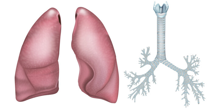 Respiratory system anatomy showing Lungs, Trachea and major bronchi . Medical diagram of trachea and lungs structure of the human lungs.