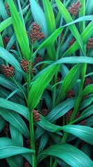 Obraz premium Sorghum plants grow tall with purple heads of grain in a large green field under clear skies and bright light showcasing farmland