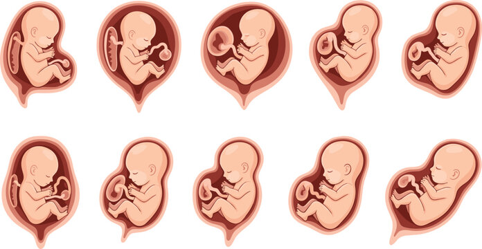 Medical illustration set of fetal development in the uterus showing various stages of pregnancy growth and embryonic health for educational materials vector