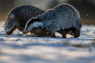 The European badger (Meles meles) pair is running together on snow. © Rudolf