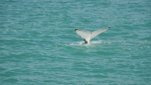 A nearby whale is partially emerging from the water. it swims peacefully, and then take the famous dive, leaving us with its beautiful tail, half dark and half white. a 4K clip, Kaikoura, New Zealand.