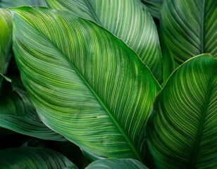 vibrant close up shot of lush green tropical plant leaves showcasing intricate patterns and textures in nature garden tropical foliage
