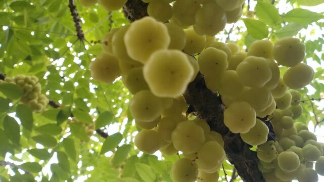Star Gooseberry Fruits on Tree Branch. Tropical Sour Yellow Berries. Cinematic video