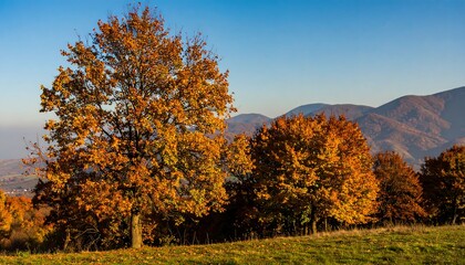 A vibrant autumn scene features golden trees atop a grassy hill, with distant mountains under a clear, blue sky