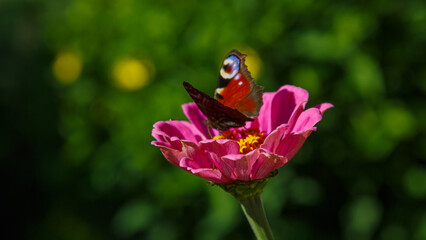 A beautiful butterfly on a pink Zinnia flower. Bright summer background. Natural beautiful wallpaper © Flower_Garden
