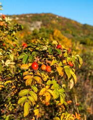 A vibrant autumn scene of a bush laden with red berries and colorful foliage against a blurred mountain background under a clear blue sky