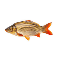 Fototapeta premium A beautiful and vibrant koi fish swimming gracefully with vivid orange and white patterns isolated on transparent background