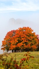 A vibrant autumn scene showcasing a tree with fiery orange leaves against a misty backdrop of a distant peak. Green meadow foreground