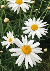 Obraz premium Close up to a Beautiful white Daisy Flower in Bloom. Daisy flower Aster close-up. Aster amellus isolated. High quality Brachyscome Fresco white. white flower.