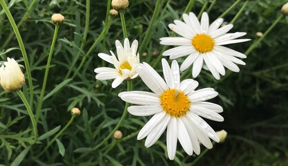 Fototapeta premium Close up to a Beautiful white Daisy Flower in Bloom. Daisy flower Aster close-up. Aster amellus isolated. High quality Brachyscome Fresco white. white flower.