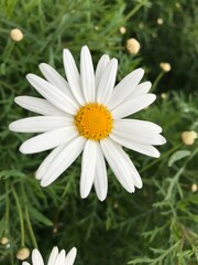 Fototapeta premium Close up to a Beautiful white Daisy Flower in Bloom. Daisy flower Aster close-up. Aster amellus isolated. High quality Brachyscome Fresco white. white flower.
