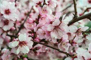 Obraz premium Close-up of almond blossoms on a sunny day in the Palatinate