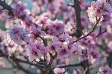 Fototapeta premium Close-up of almond blossoms on a sunny day in the Palatinate