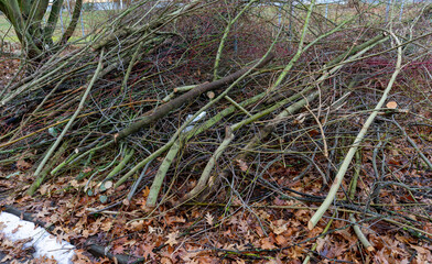 Pruning of shrubs and trees in spring in the park