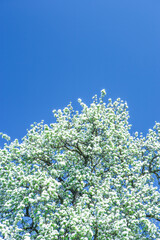 Bl&uuml;hender Birnenbaum vor blauem Himmel