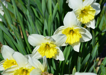 Narzissen bl&uuml;hen im Garten 
