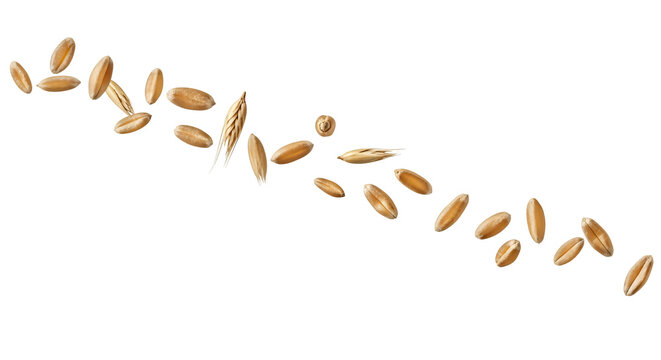 Healthy whole grain wheat kernels and oat elements cascading in a gentle curve, isolated on a transparent background for bakery and cereal packaging isolated on transparent background