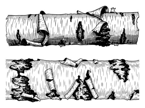 Hand drawn vintage illustration of birch tree logs with peeling bark texture
