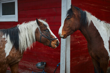Two horses stand close to each other at a barn with a red wall. They appear to be sniffing and...