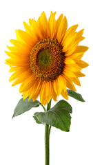 Obraz premium Beautiful Sunflower Isolated on White Background: Vibrant Floral Stock Photo