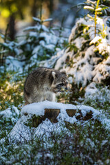 Obraz premium Racoon ( Procyon lotor ) close up