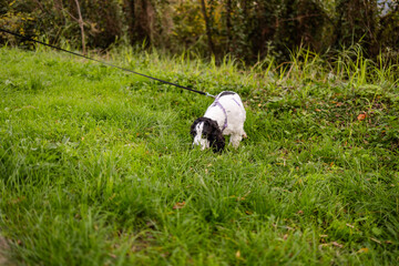 Black and white puppy spaniel sniffing grass on a green field