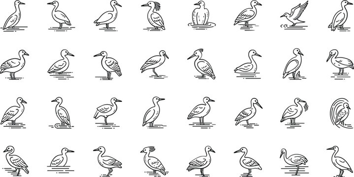 Collection of various seagull illustrations in different poses