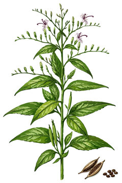 Andrographis paniculata illustration art