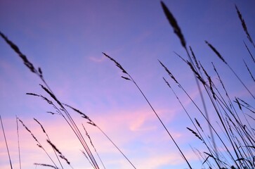 Obraz premium reeds in the morning