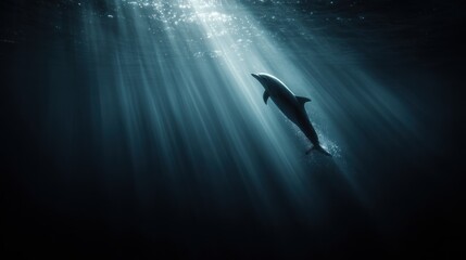 Fototapeta premium Dolphin Swims Upward Toward Light in Ocean, Representing Growth and Change in a Vast Space