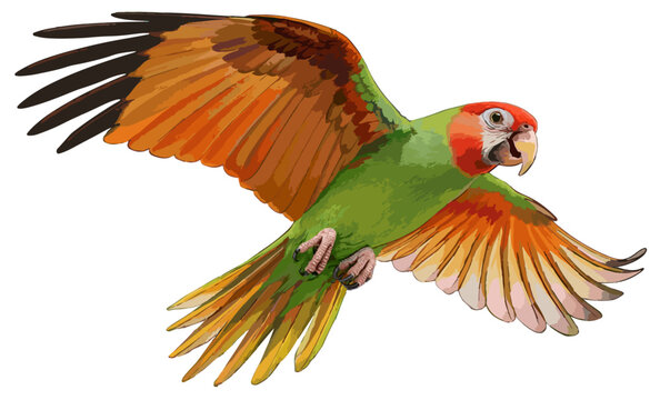 Psittacula alexandri illustration art