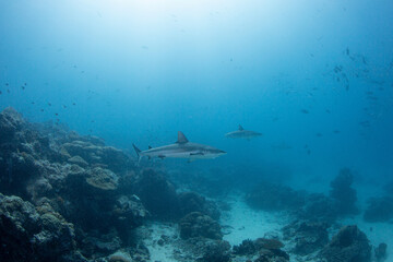 Obraz premium Sharks swim through coral reefs in Palau during a sunny day in the ocean