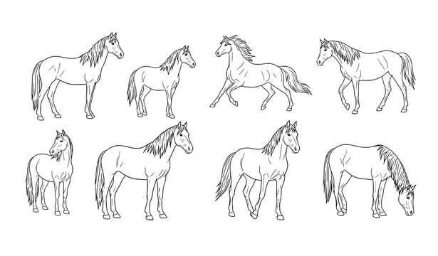 Hand-drawn minimalist horse line art vector set, simple black and white horse outlines for decor and design