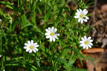 a close up of White chickweed flowers Blooming in Spring Sunlight