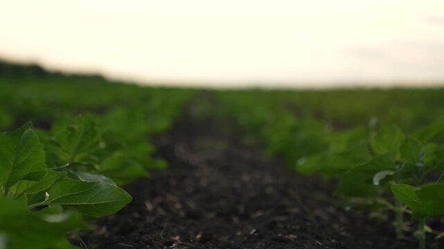 Agriculture, New life in farmland, Plant sprouts at sunrise, Agricultural hope and future, Field of young vegetation, Systematic crop rows, Plantation in fertile ground, Environmental sustainability