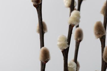 Nature shows soft buds on branches during spring season in a close-up view capturing their texture and appearance