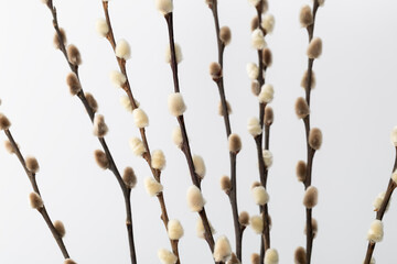 Branches with fluffy buds and soft catkins on a simple background during spring season showing nature's growth and renewal