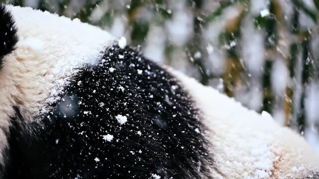 Close-up of a Giant Panda's Fur Covered in Snowflakes during a Gentle Snowfall with Soft Bokeh Background of Green Bamboo Stalks and White Snowflakes Falling Outdoors