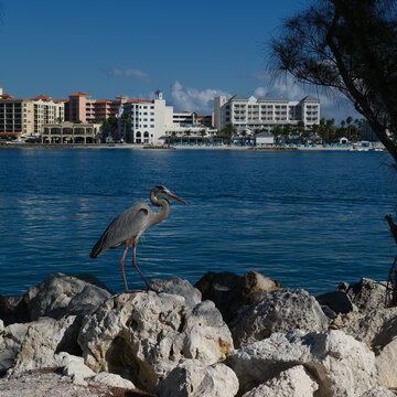 A blue heron wanders on the breakwater rocks of the waterway across from Clearwater Beach in Florida