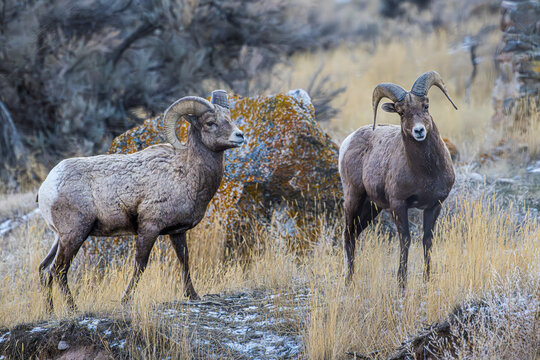 Bighorn Sheep Standing in a Field