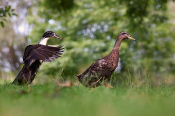 Obraz premium Ducks in a vibrant green meadow, one stretching its wings while another walks by. A natural wildlife scene captured outdoors.