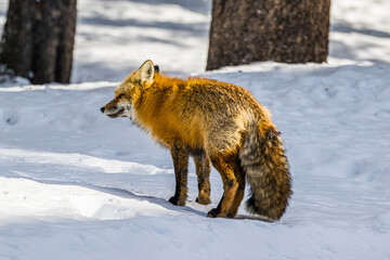 Naklejka premium red fox in the snow