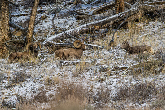 Bighorn Sheep Resting on the Hill