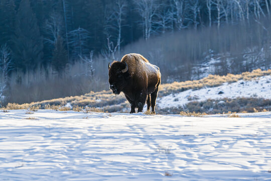 bison in the snow