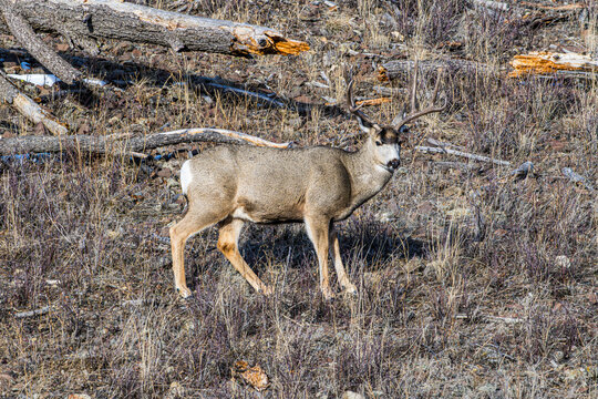 Mule Deer on a Hillside