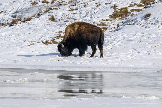 bison in yellowstone national park